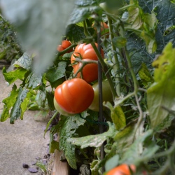 Totem tomatoes